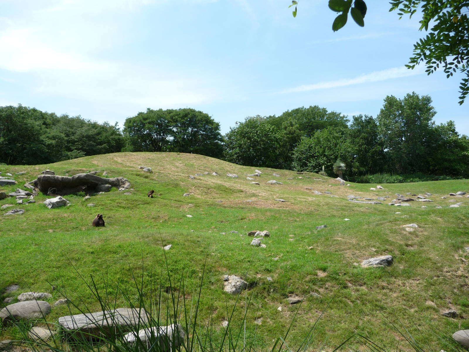 Bronx Zoo - Baboon Ridge