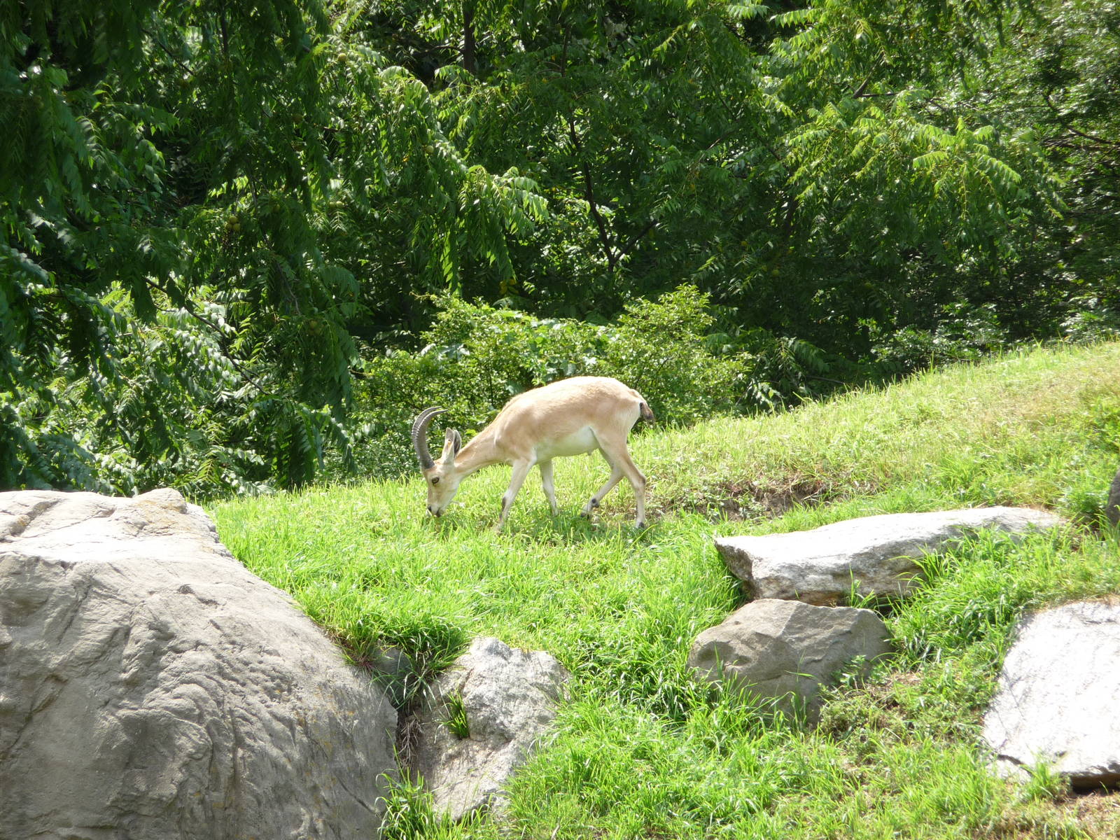 Bronx Zoo - Baboon Ridge
