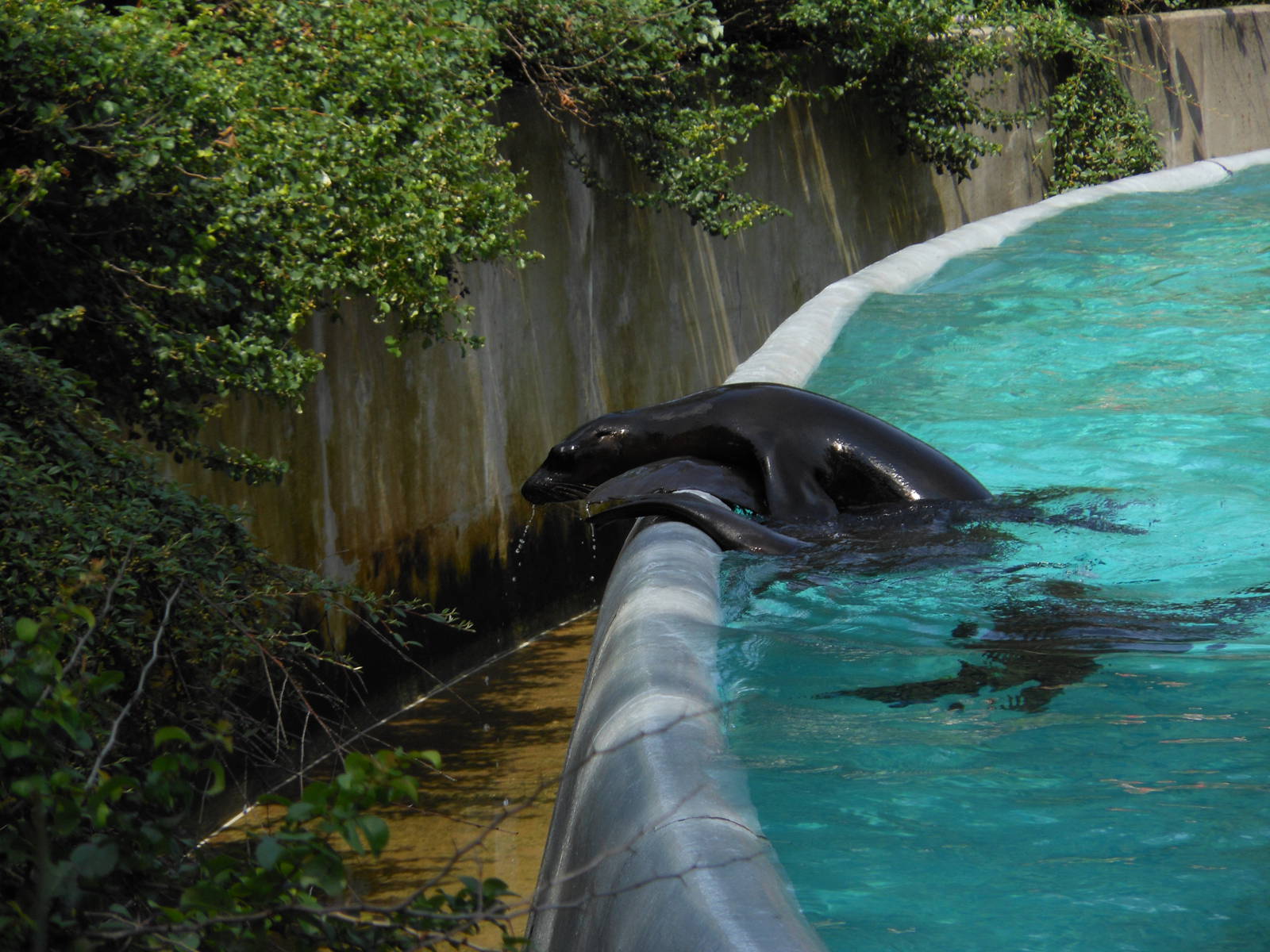 Bronx Zoo- Baby Sea Lion Leaning Over Exhibit's Edge @ Astor Court