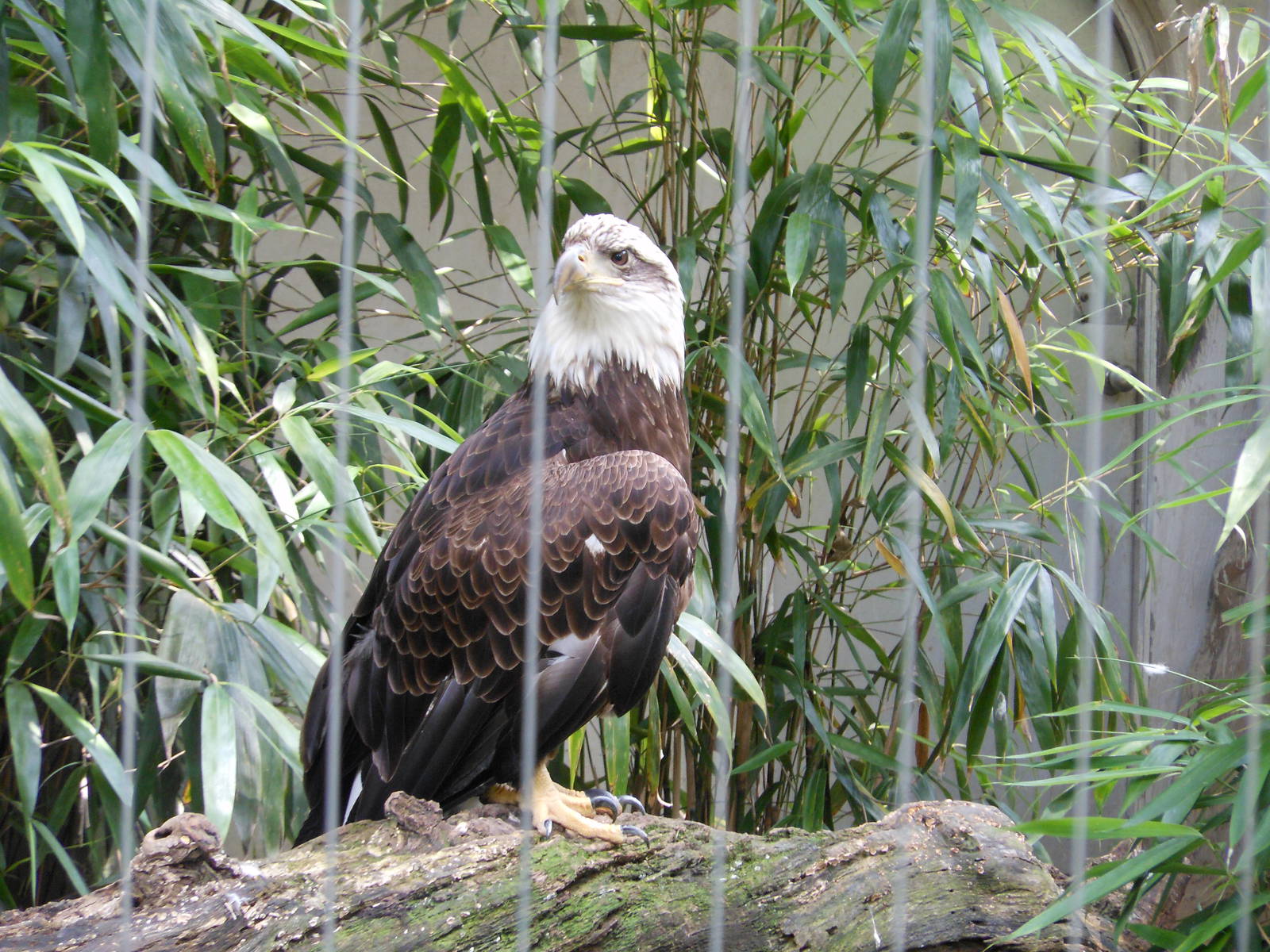 Bronx Zoo- Bald Eagle @ Birds of Prey
