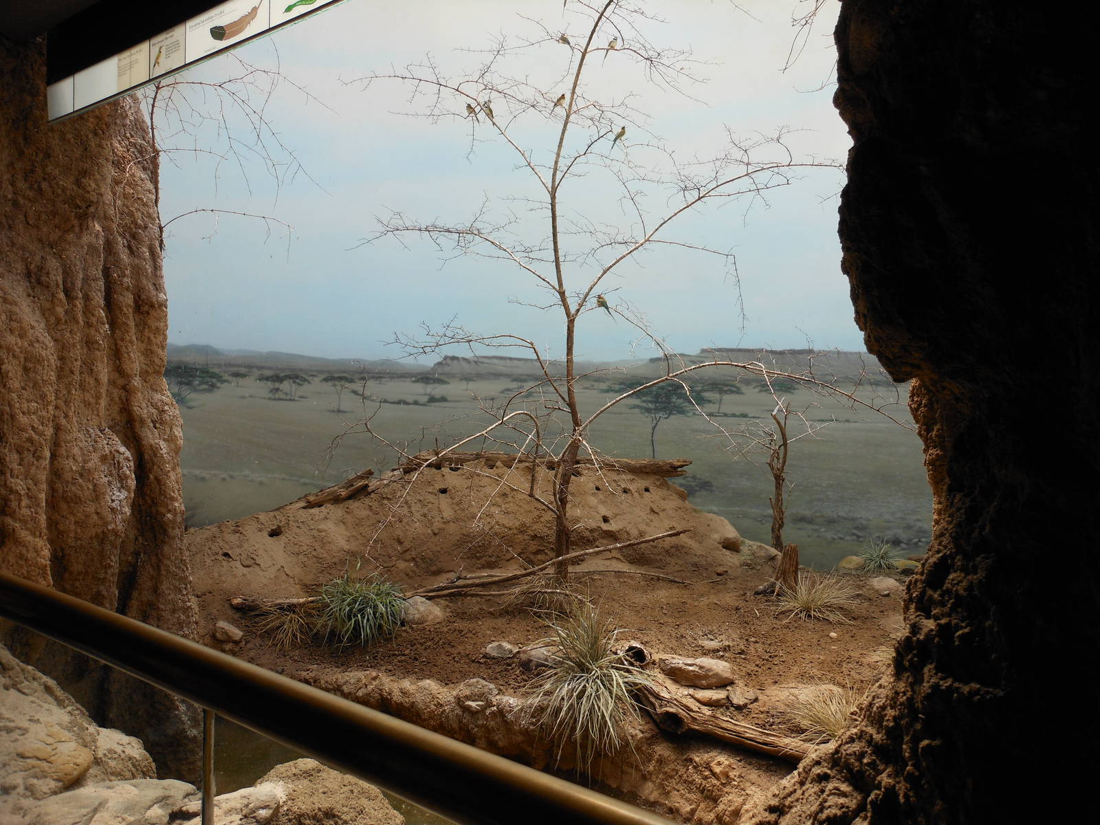 Bronx Zoo- Bee-eater Exhibit @ World of Birds