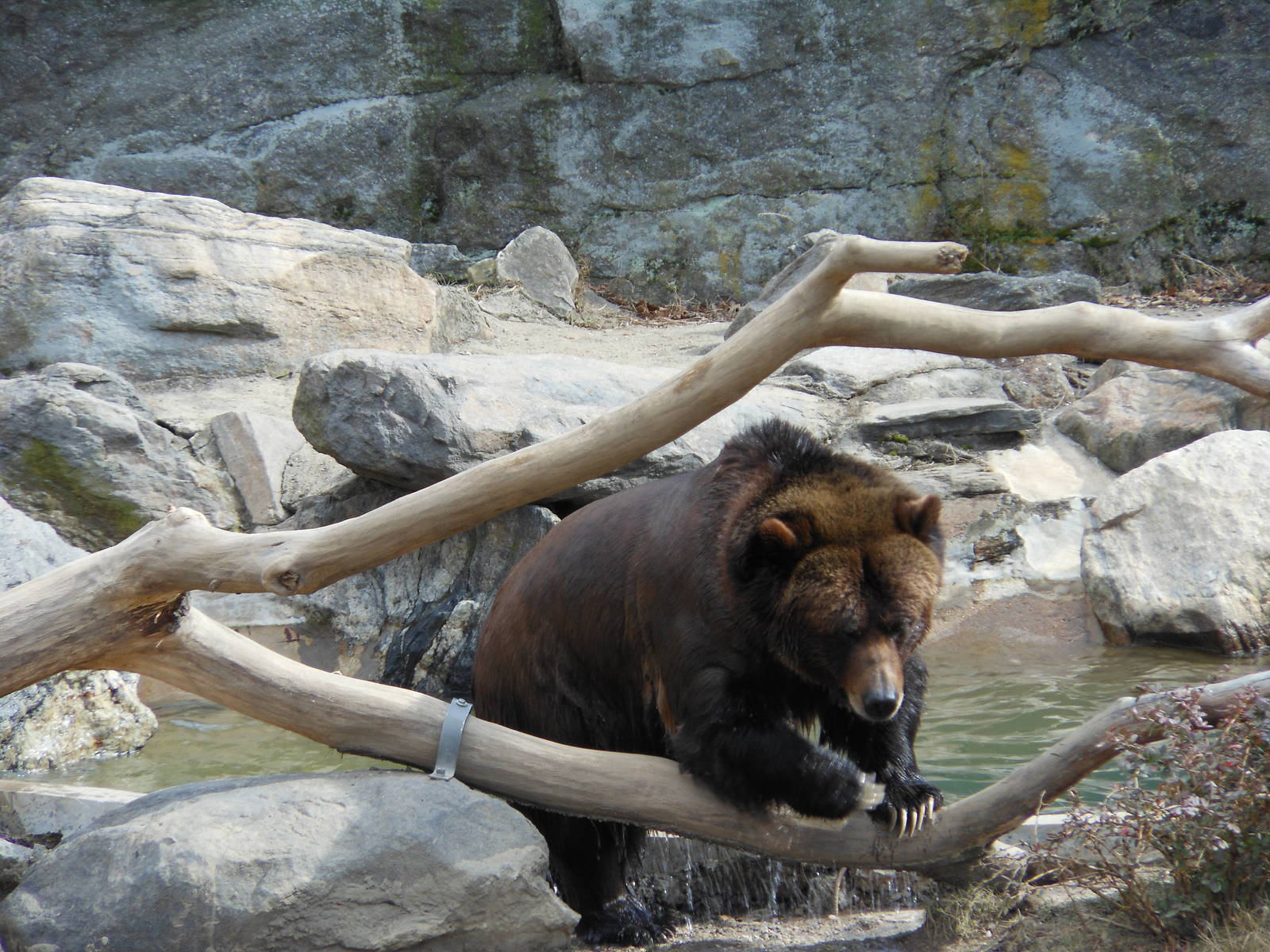 Bronx Zoo- Big Bears- Grizzly Bear Climbing on Branch