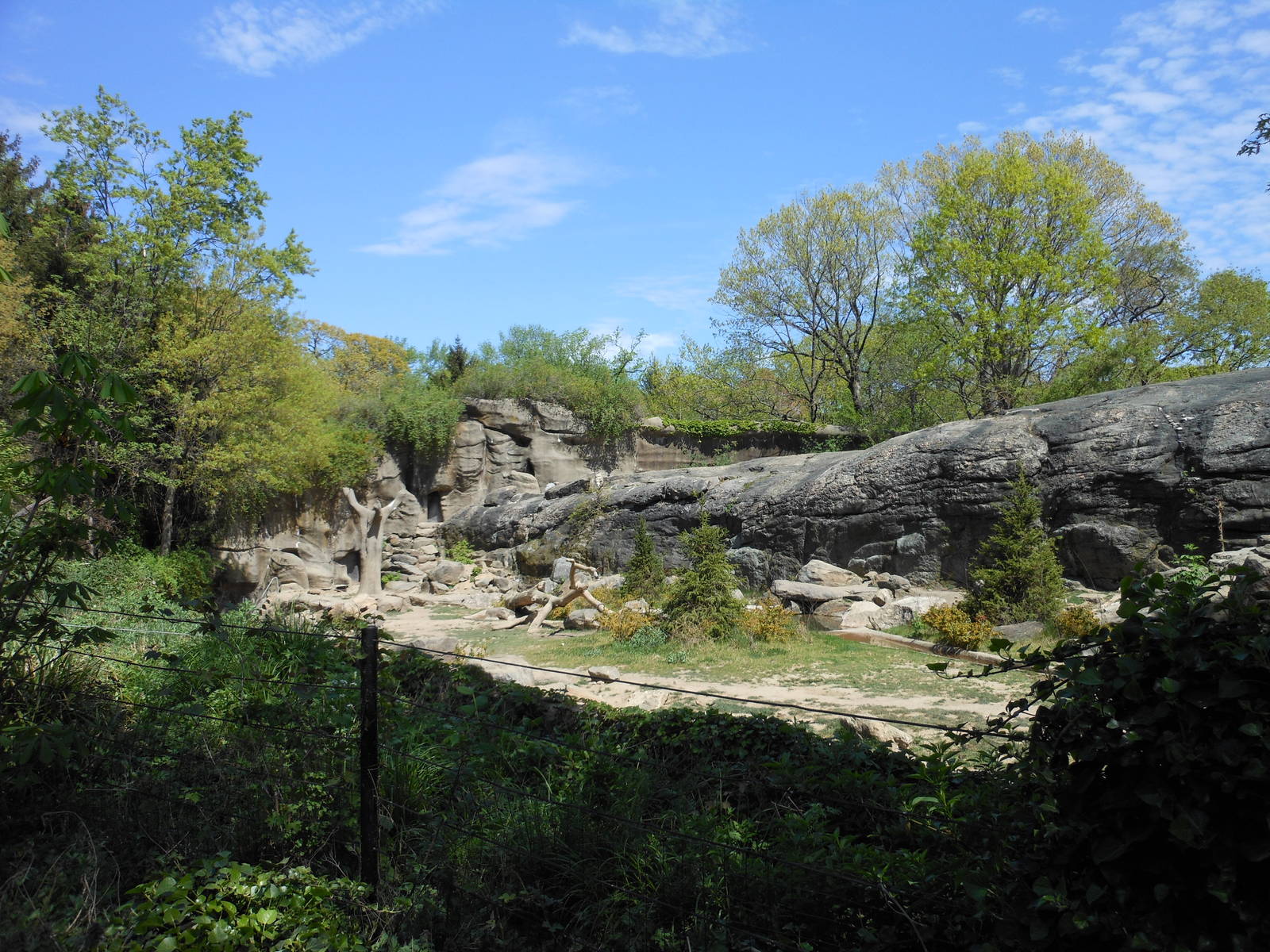 Bronx Zoo- Big Bears- Grizzly Bear Exhibit (in Spring)