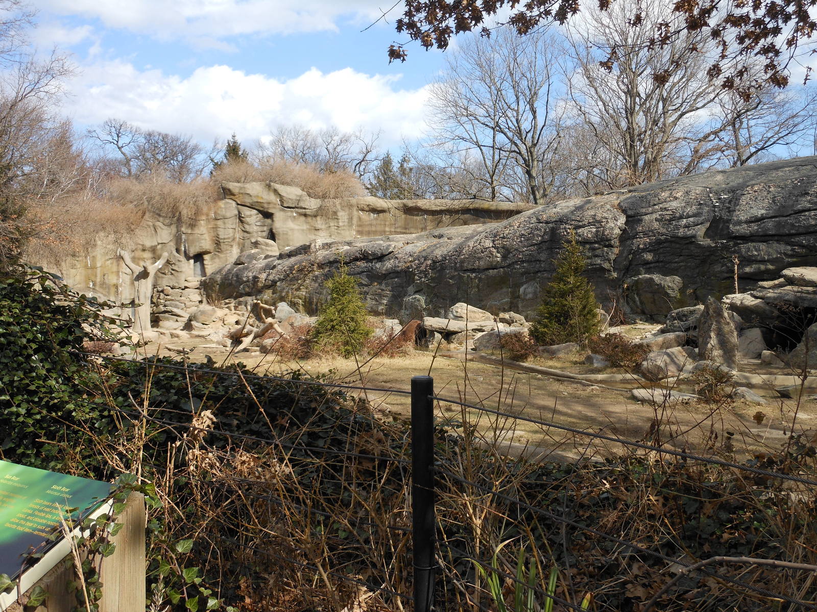 Bronx Zoo- Big Bears- Grizzly Bear Exhibit