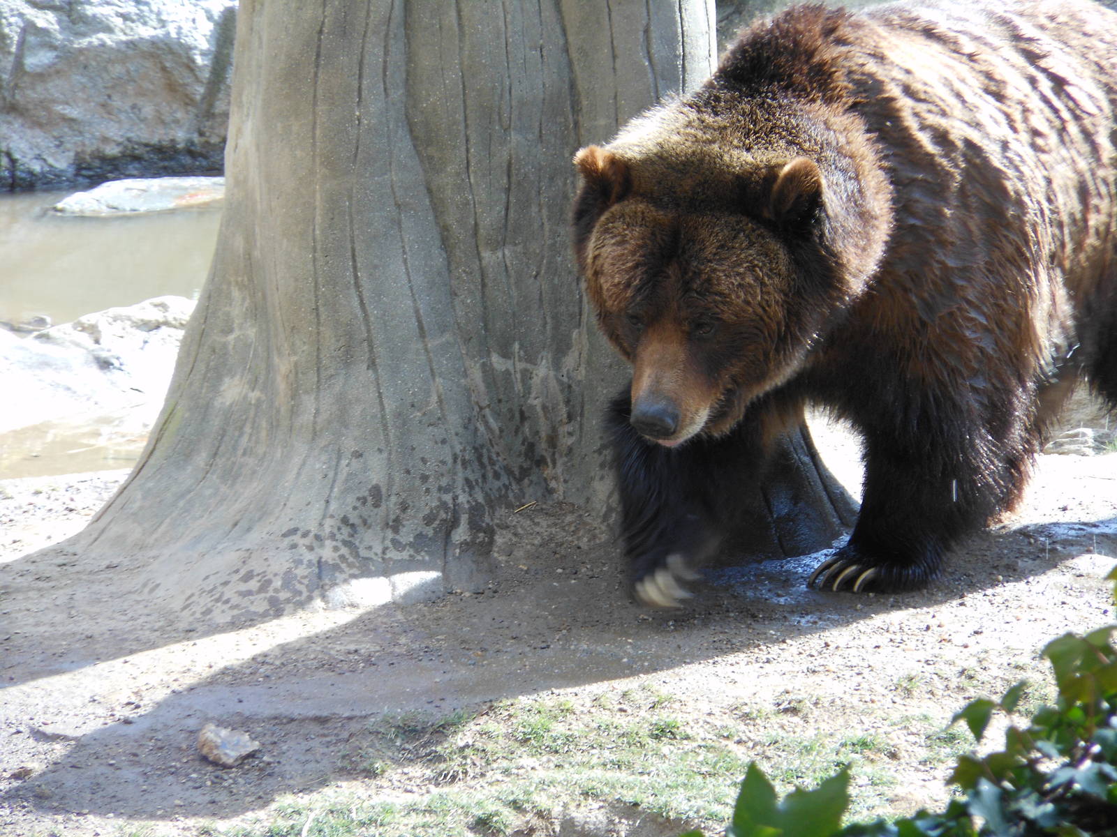 Bronx Zoo- Big Bears- Grizzly Bear Lumbering Around Its Exhibit