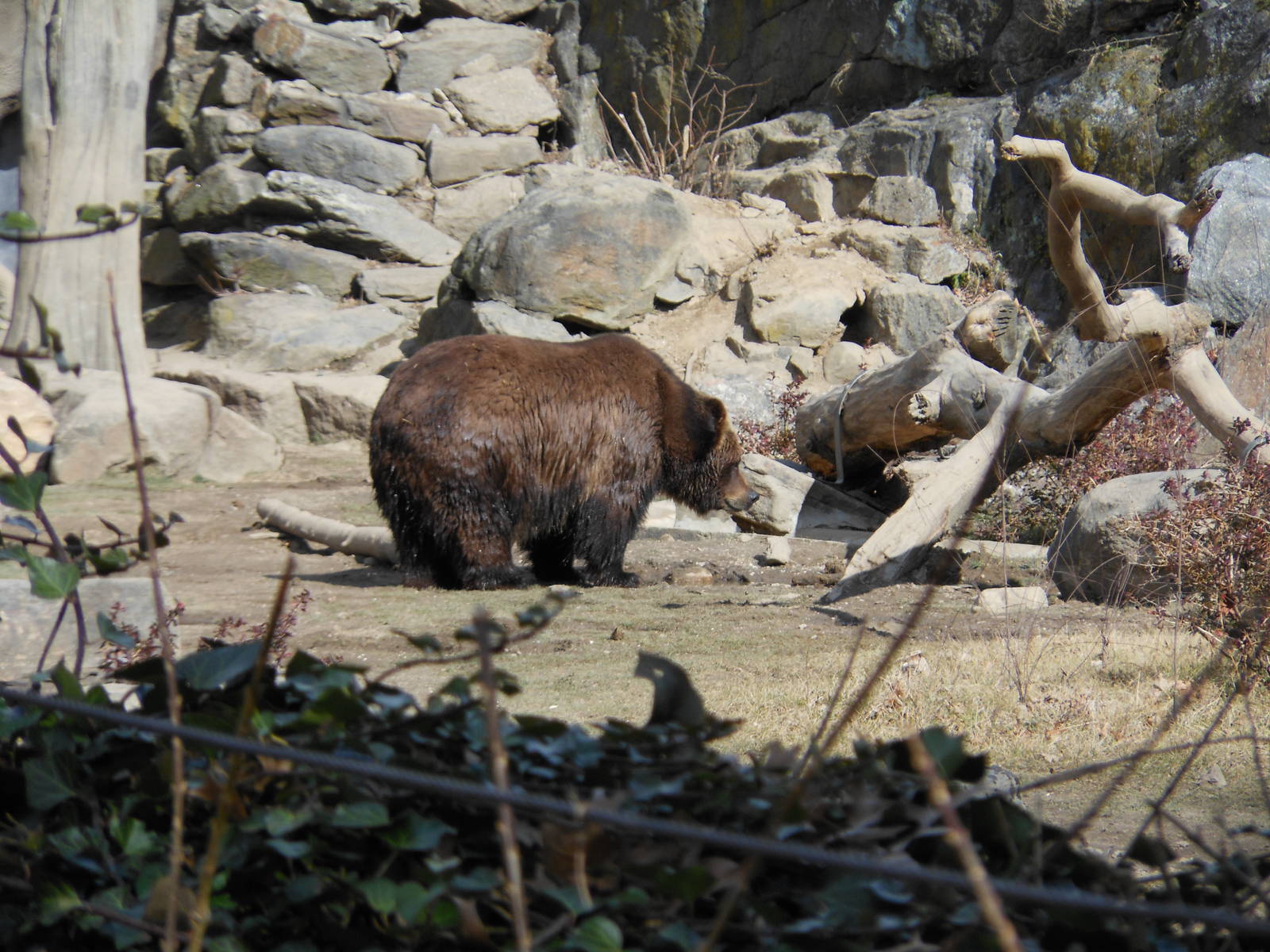 Bronx Zoo- Big Bears- Grizzly Bear
