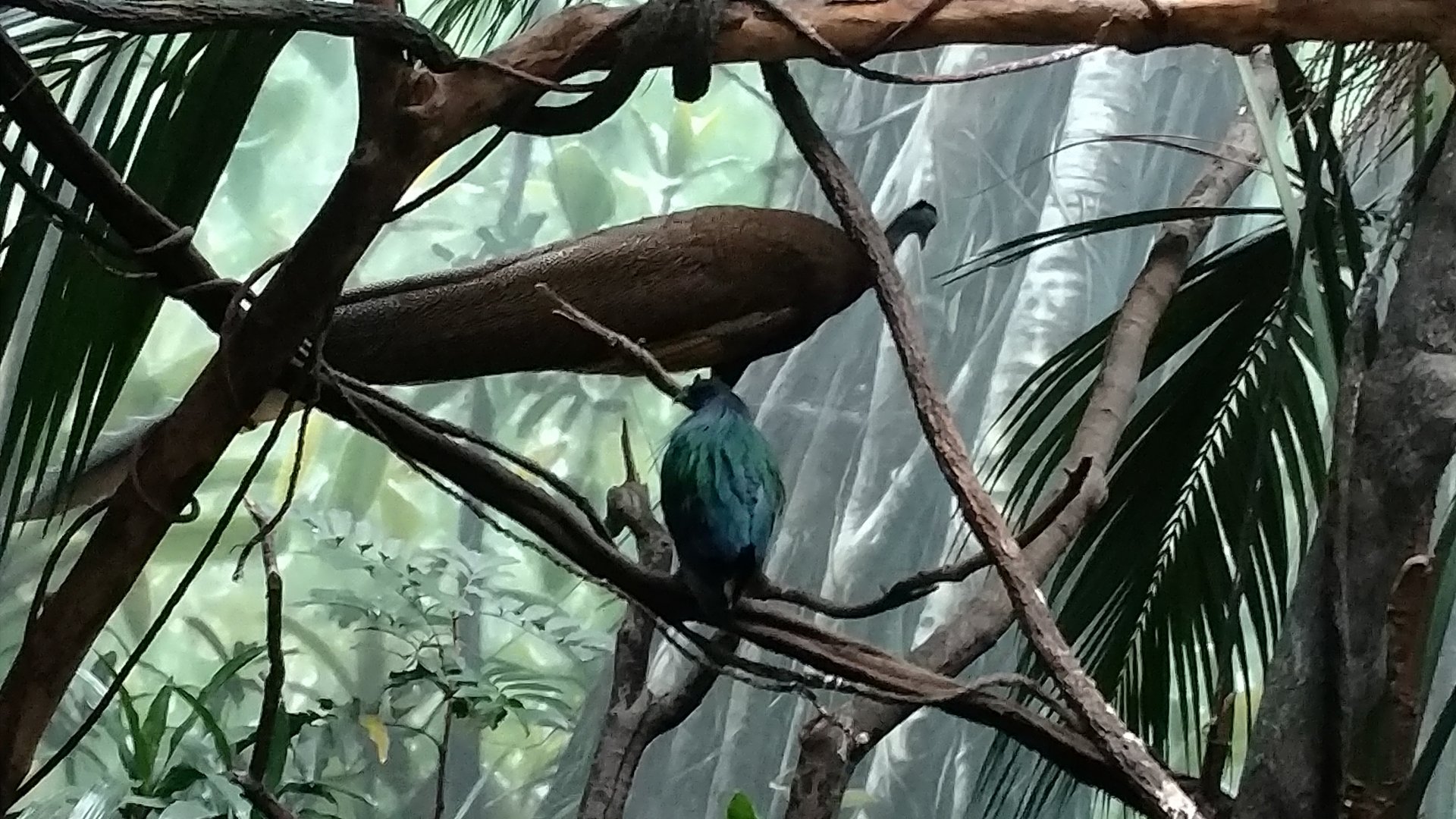 Bronx Zoo Bird House