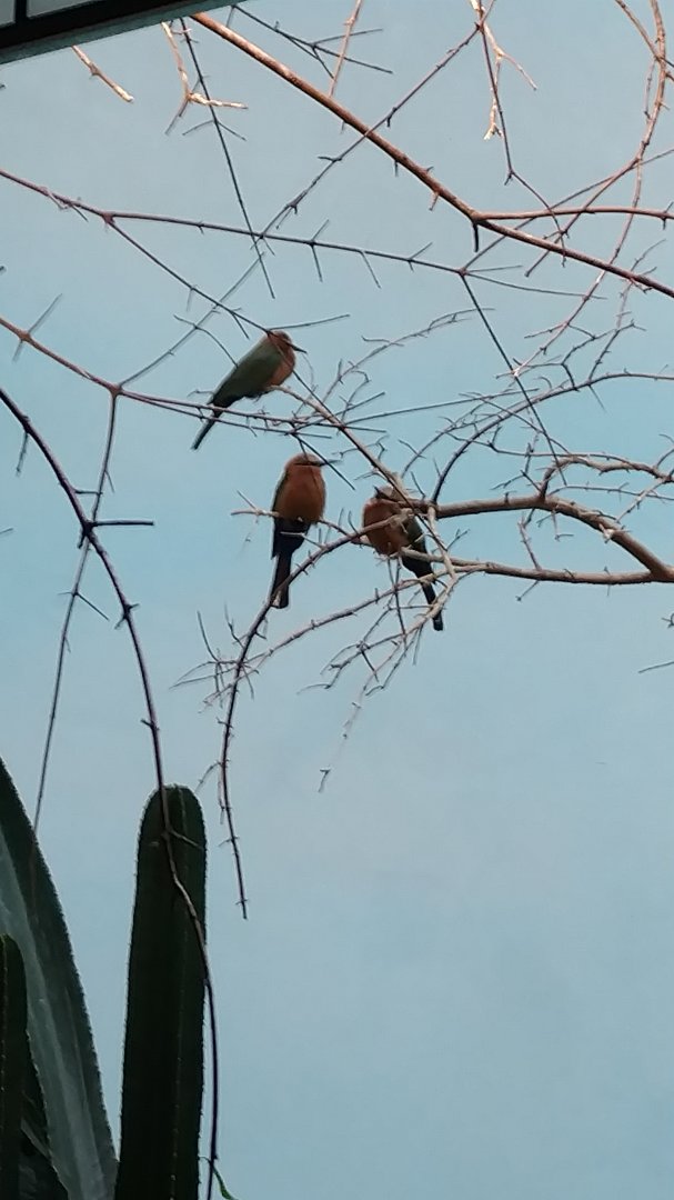 Bronx Zoo Bird House