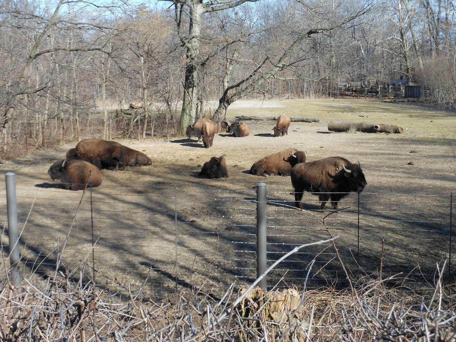 Bronx Zoo- Bison Range- Bison Exhibit