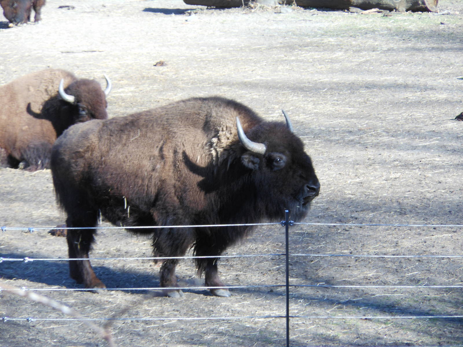 Bronx Zoo- Bison Range- Bison Profile 1