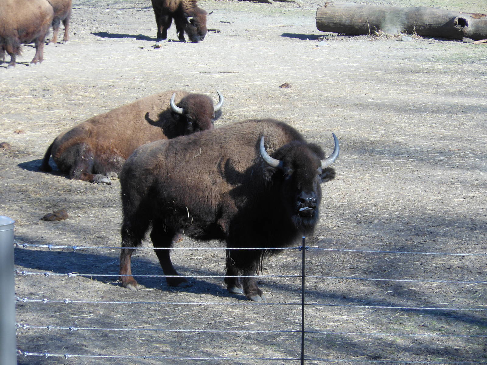 Bronx Zoo- Bison Range- Bison Staring at Me
