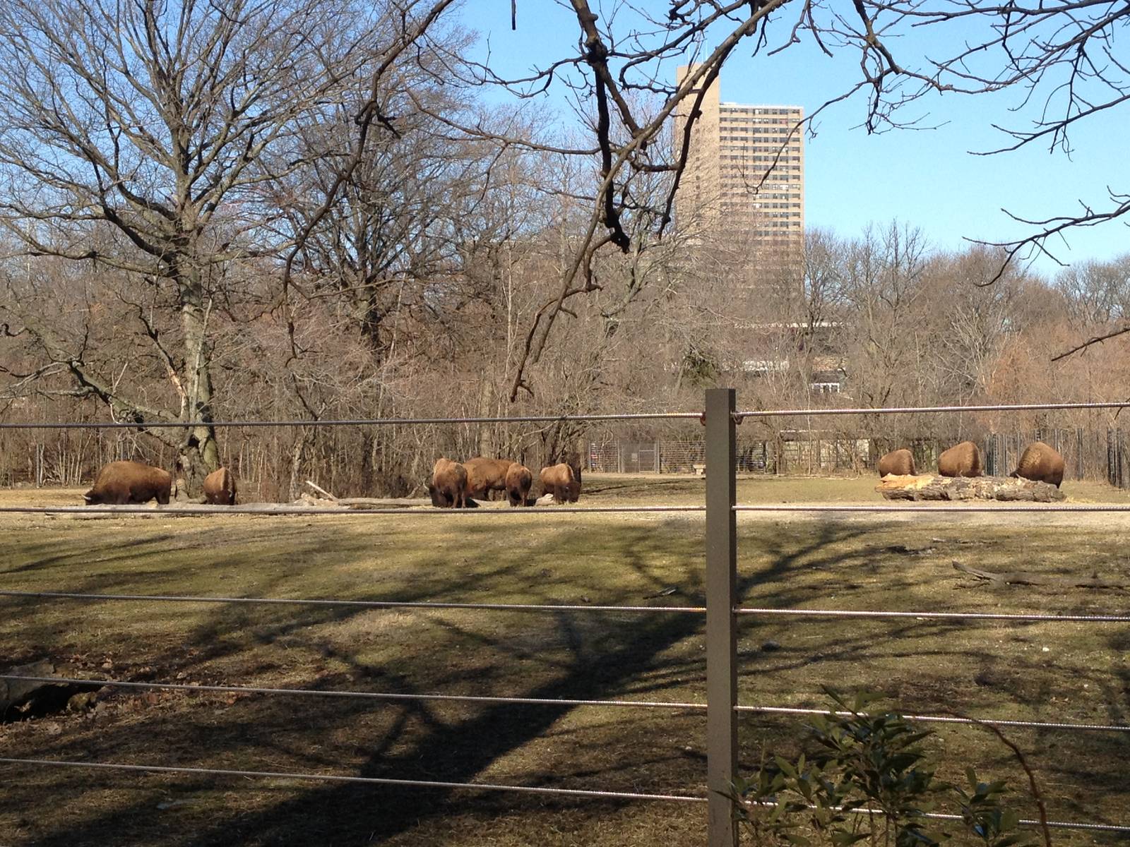 Bronx Zoo - Bison Range