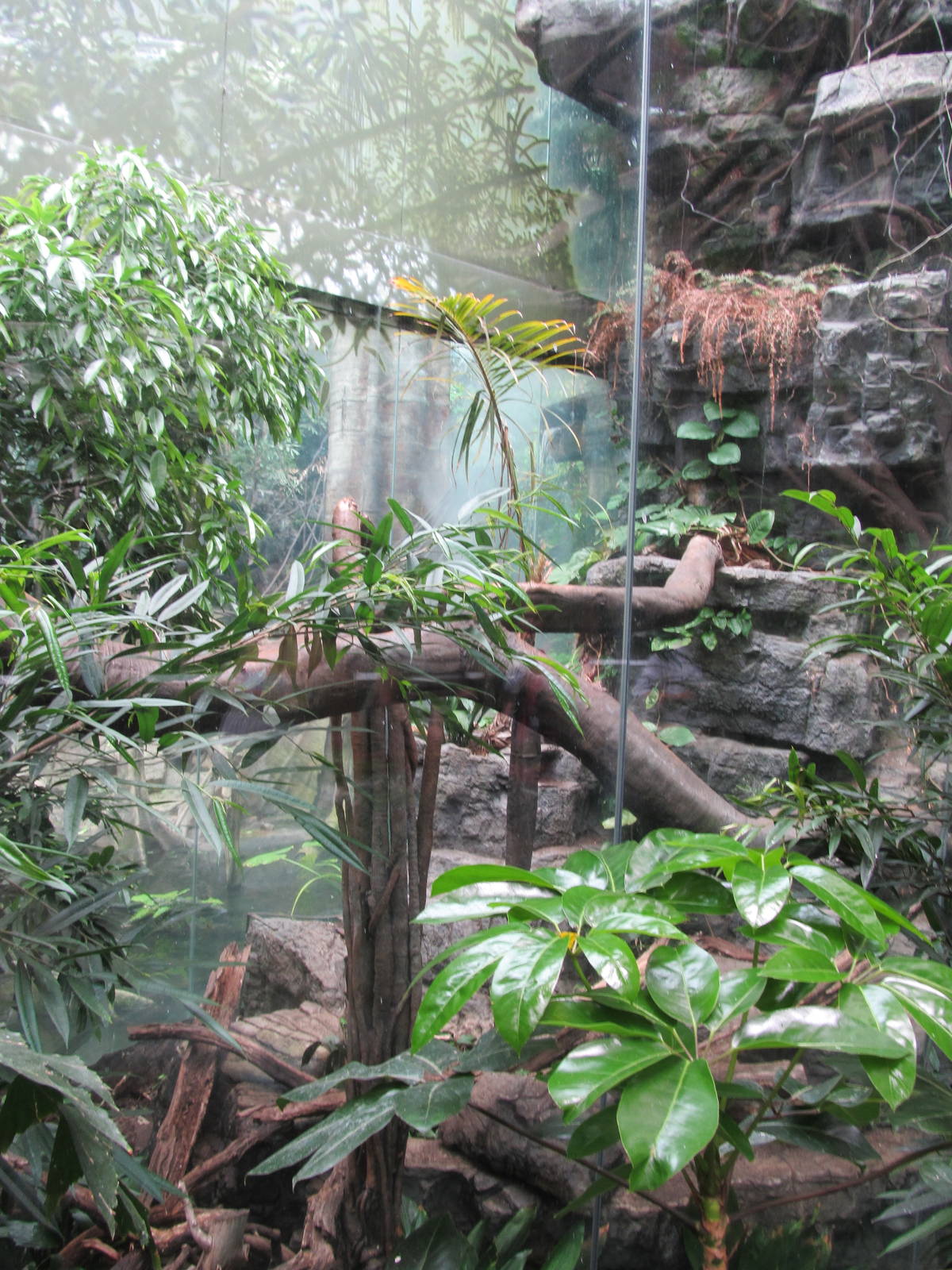 Bronx Zoo- Black Leopard Exhibit