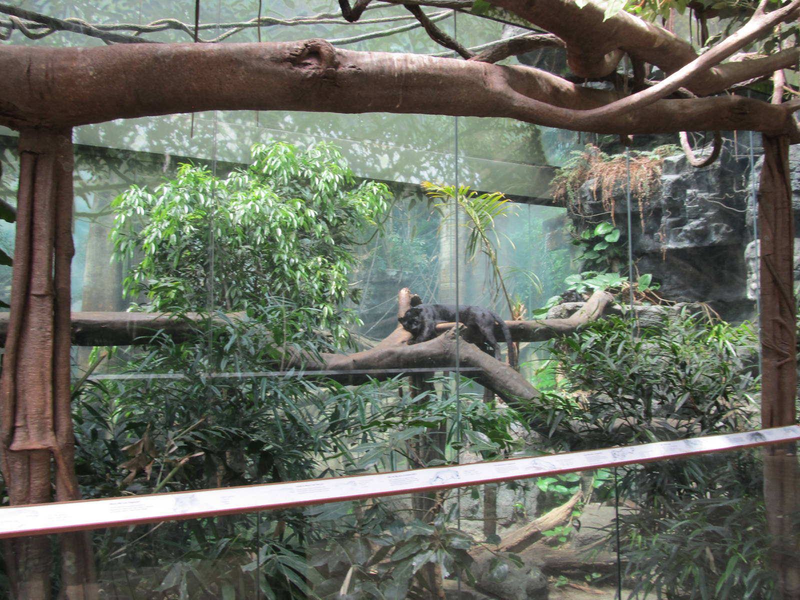 Bronx Zoo- Black Leopard in Jungleworld