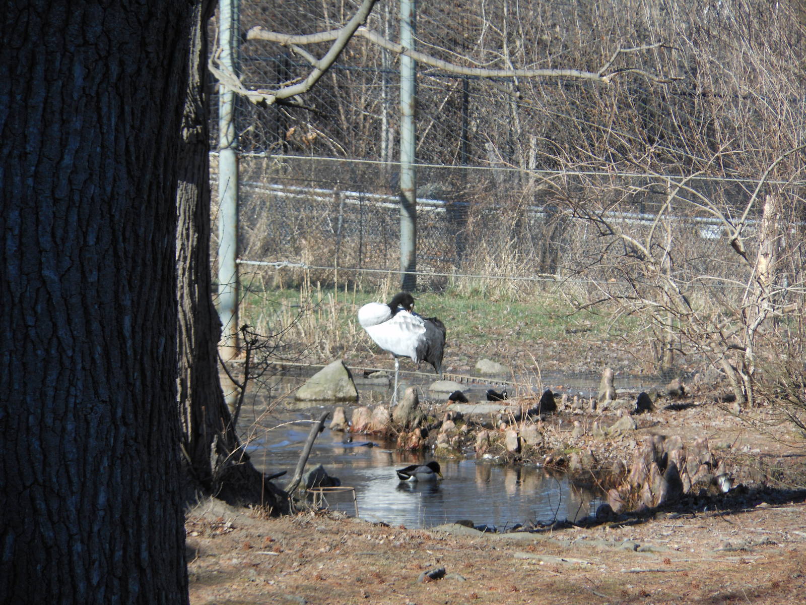 Bronx Zoo- Black-necked Crane in Lesser Adjutant Exhibit (Strangely)