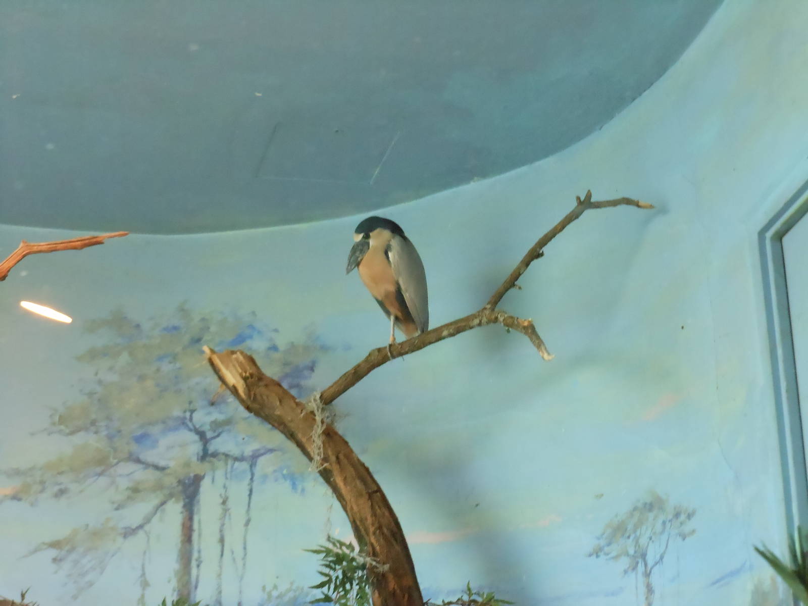 Bronx Zoo- Boat-billed Heron @ Aquatic Bird House