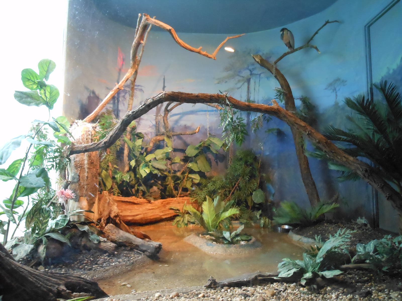 Bronx Zoo- Boat-billed Heron Exhibit @ Aquatic Bird House