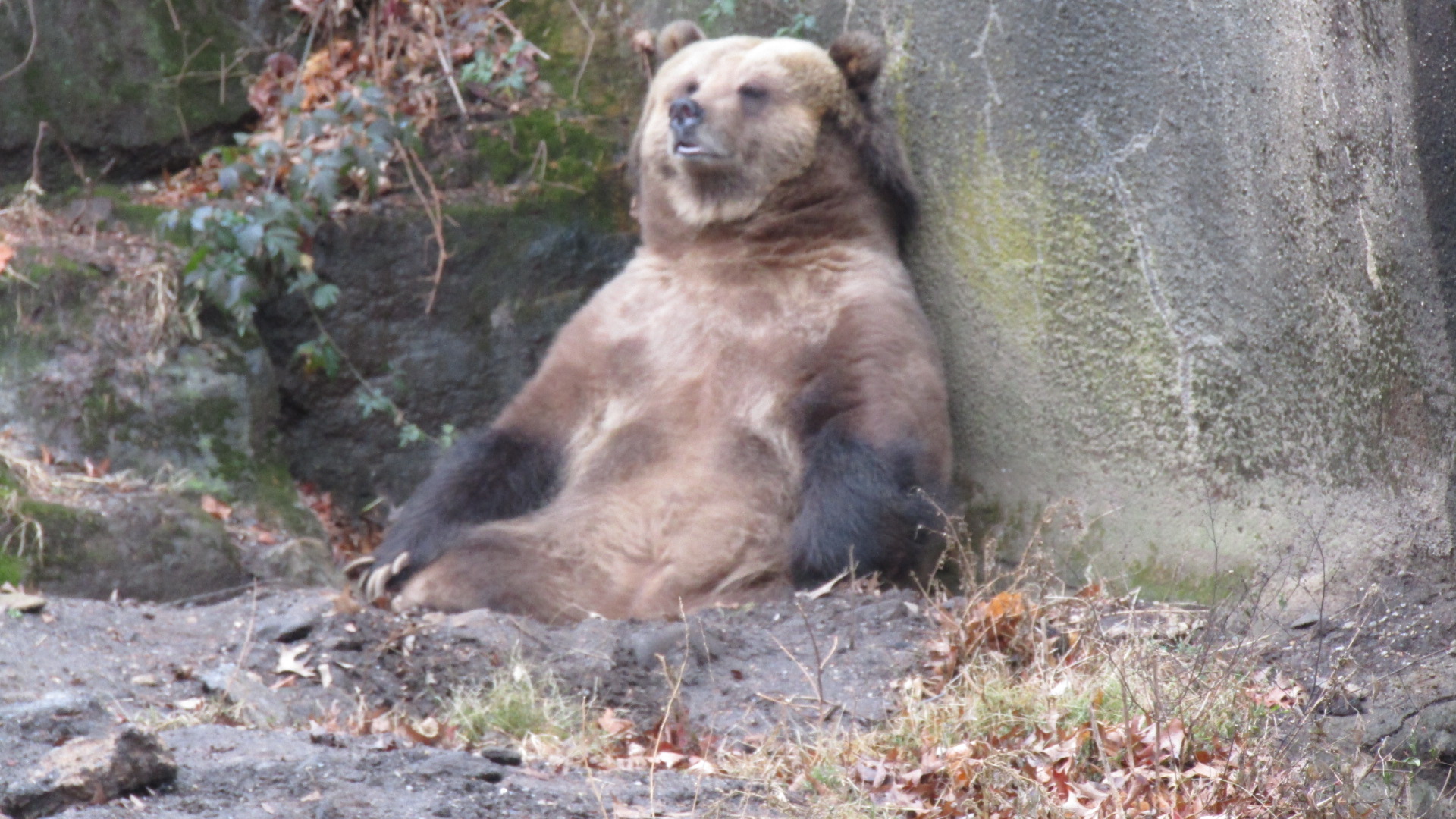 Bronx Zoo Brown Bear