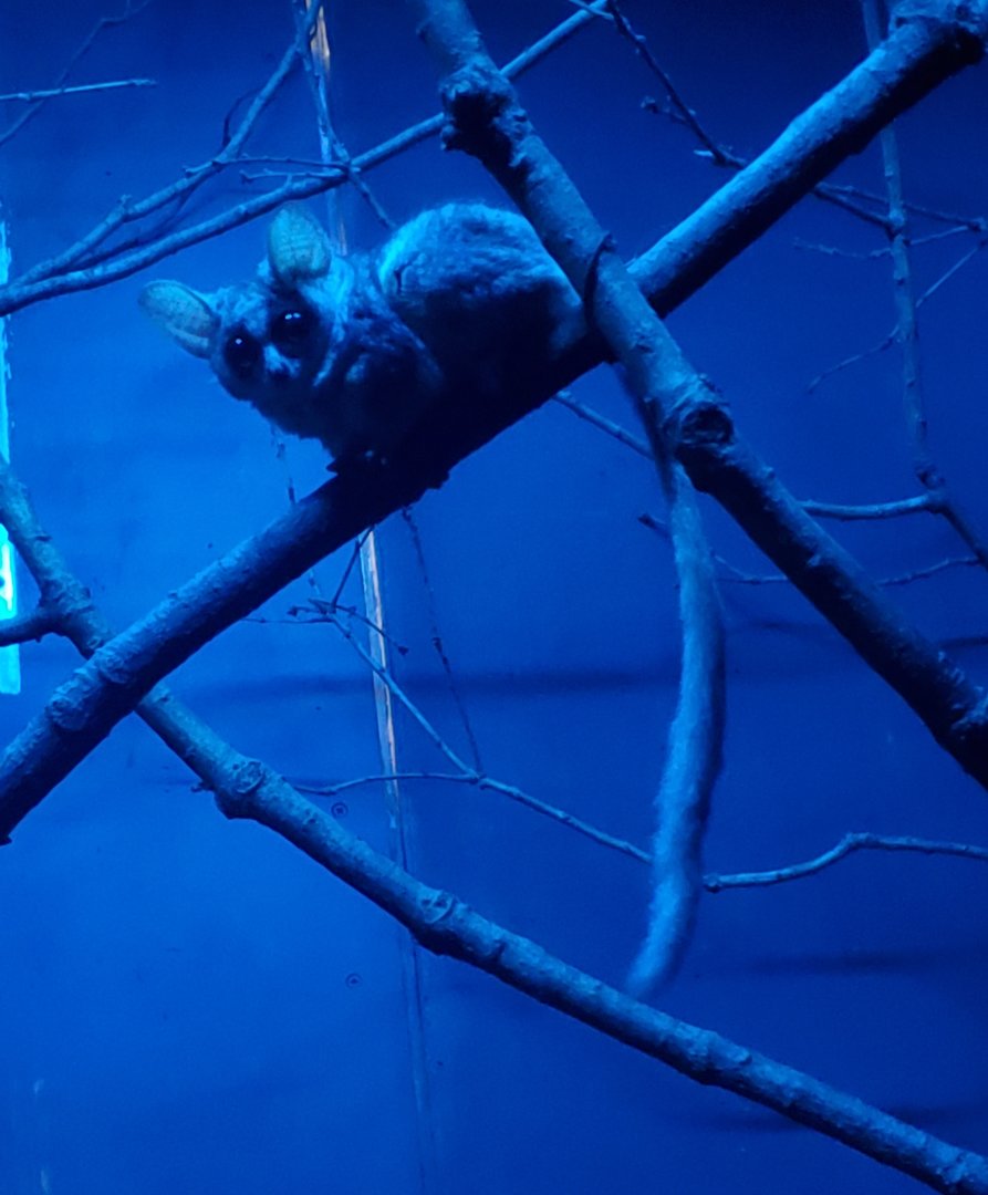 Bronx Zoo - Bushbaby