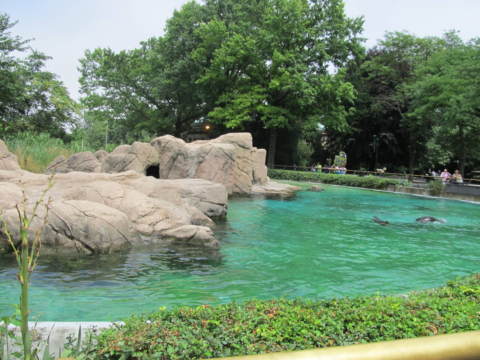 Bronx Zoo- California Sea Lion Pool