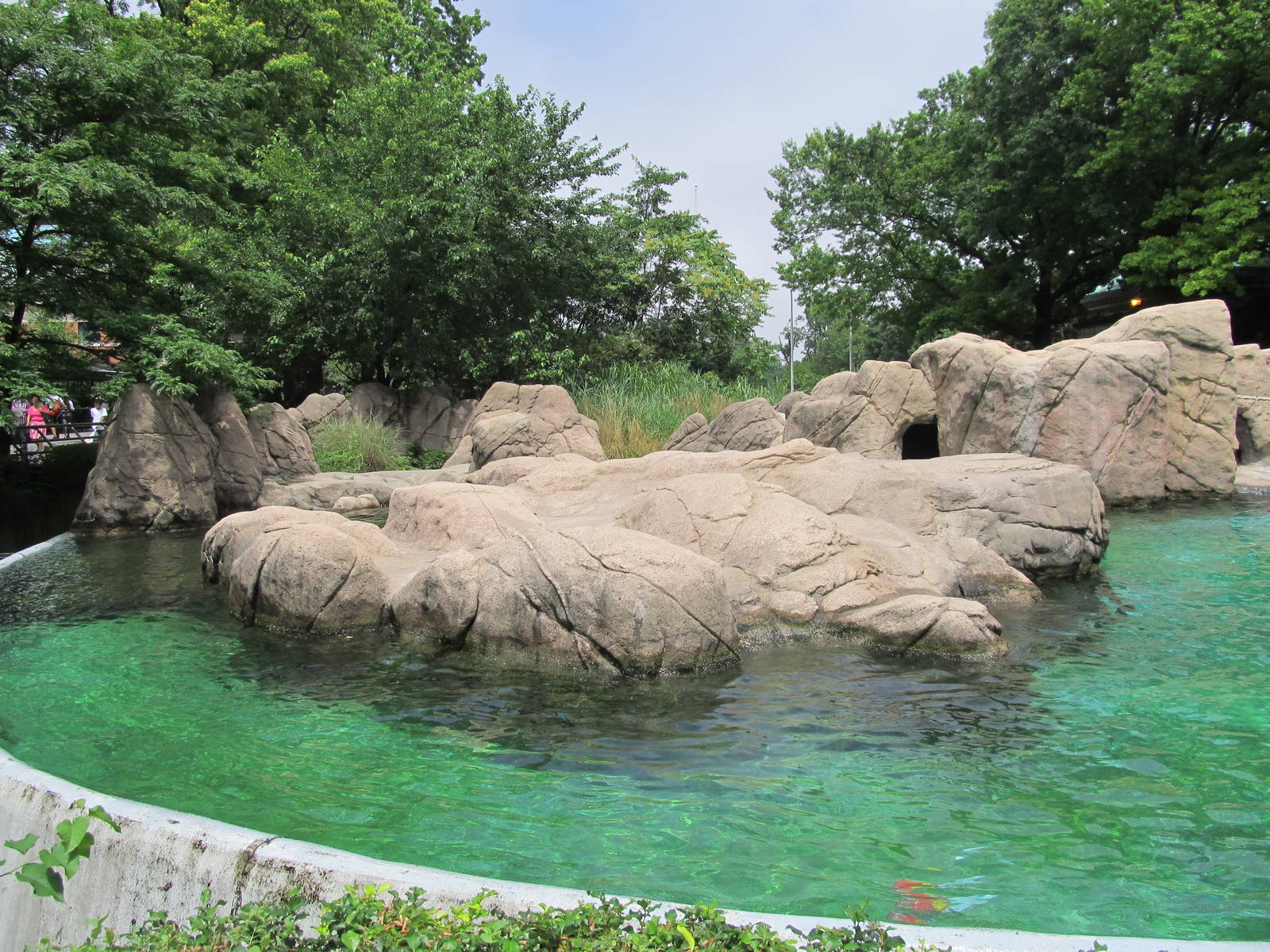 Bronx Zoo- California Sea Lion Pool