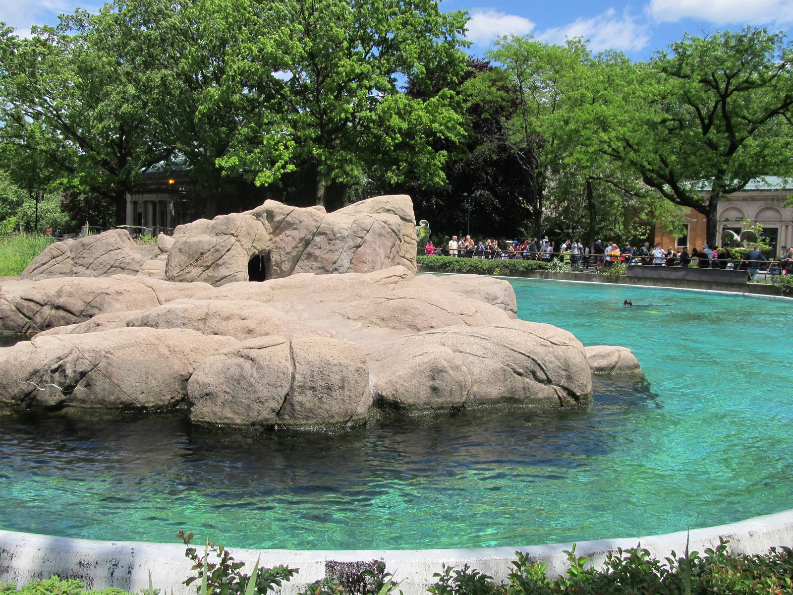 Bronx Zoo- California Sea Lion