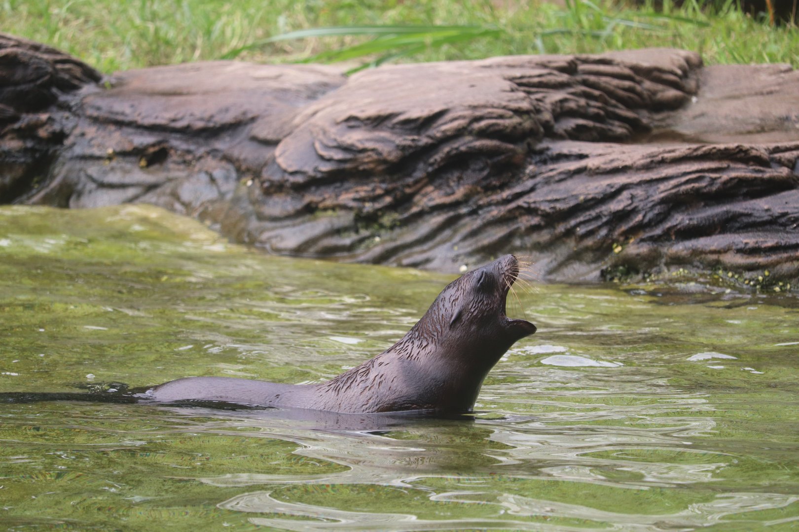 Bronx Zoo - California Sea Lion