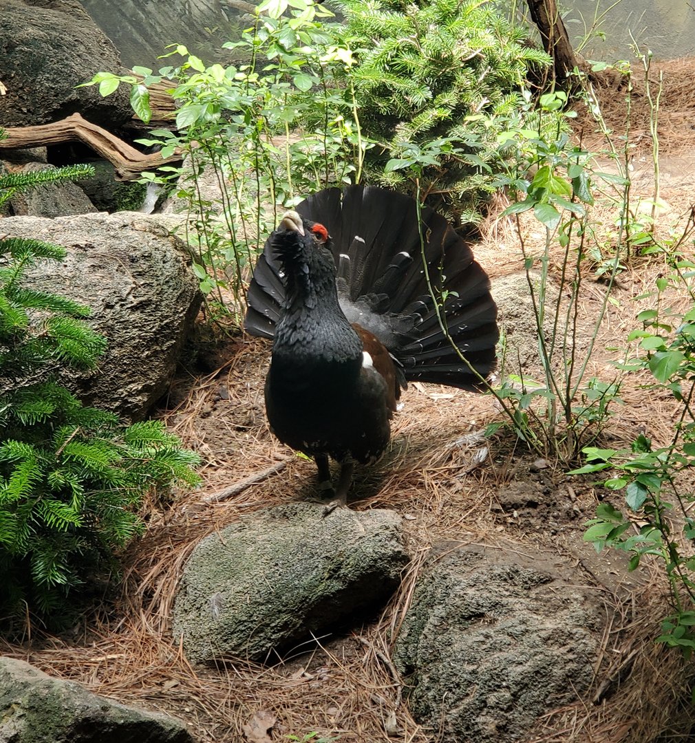 Bronx Zoo - Capercaillie