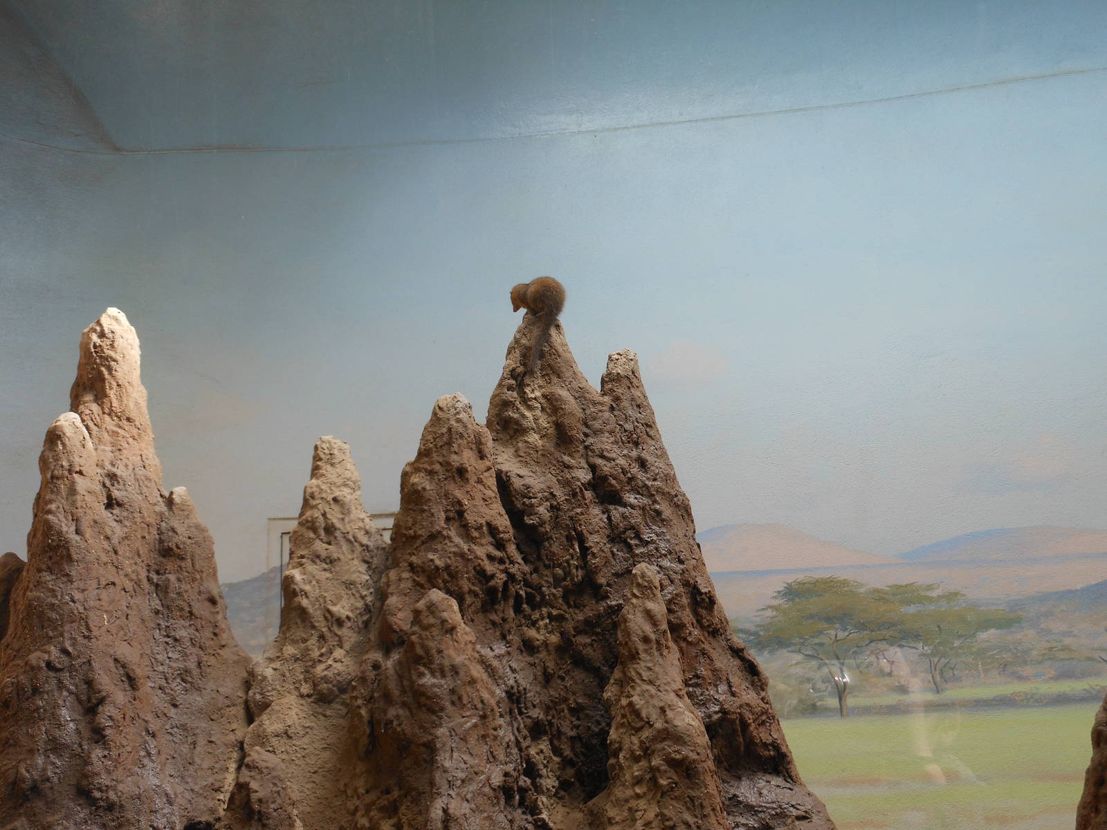 Bronx Zoo- Carter Giraffe Building- Common Dwarf Mongoose