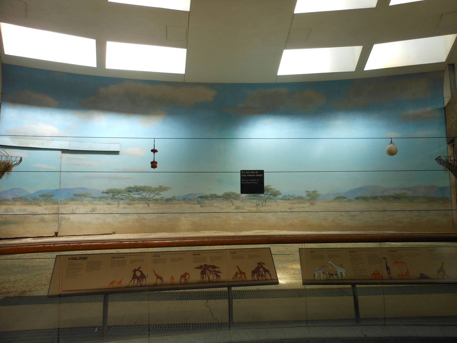 Bronx Zoo- Carter Giraffe Building- Giraffe Yard