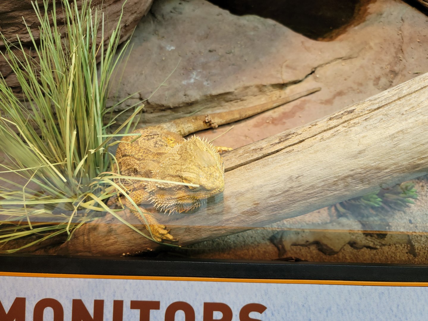Bronx - Zoo Center - bearded dragon, unsigned