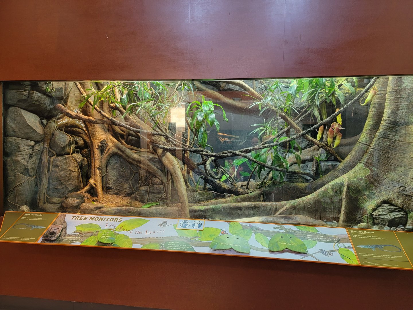 Bronx - Zoo Center - Blue tree monitor