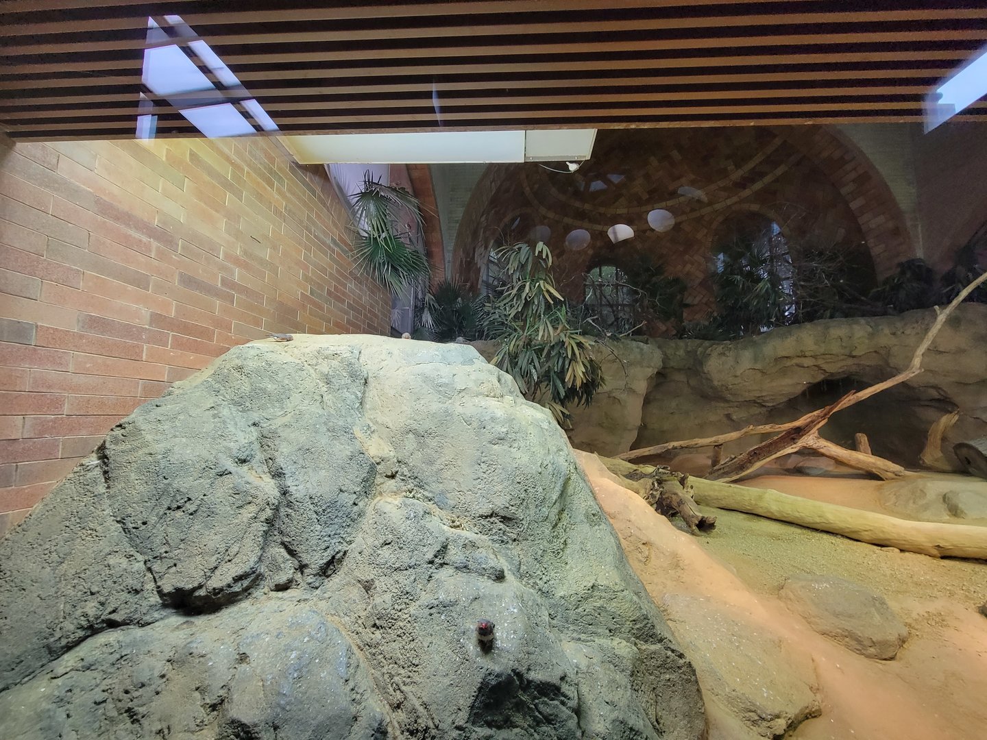 Bronx - Zoo Center, Komodo dragon, zebra finch, Java sparrow
