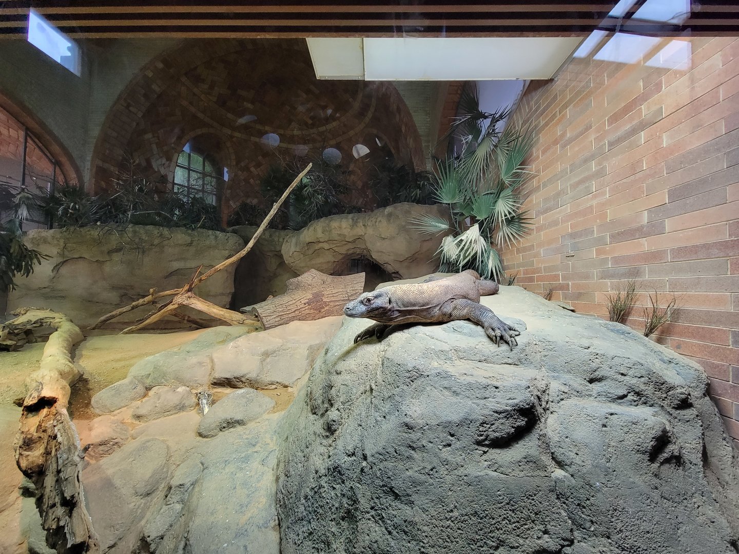Bronx - Zoo Center, Komodo dragon, zebra finch, Java sparrow