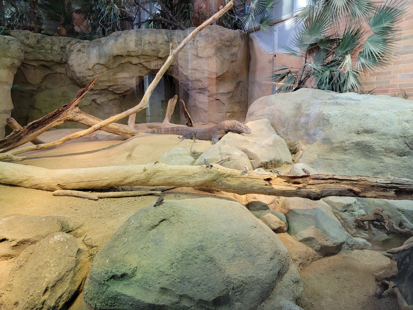 Bronx - Zoo Center - Komodo dragon, zebra finches