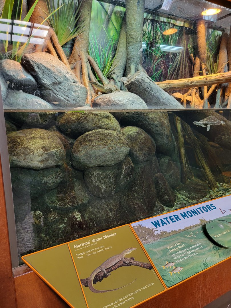 Bronx - Zoo Center - Mertens' water monitor, unsigned turtle