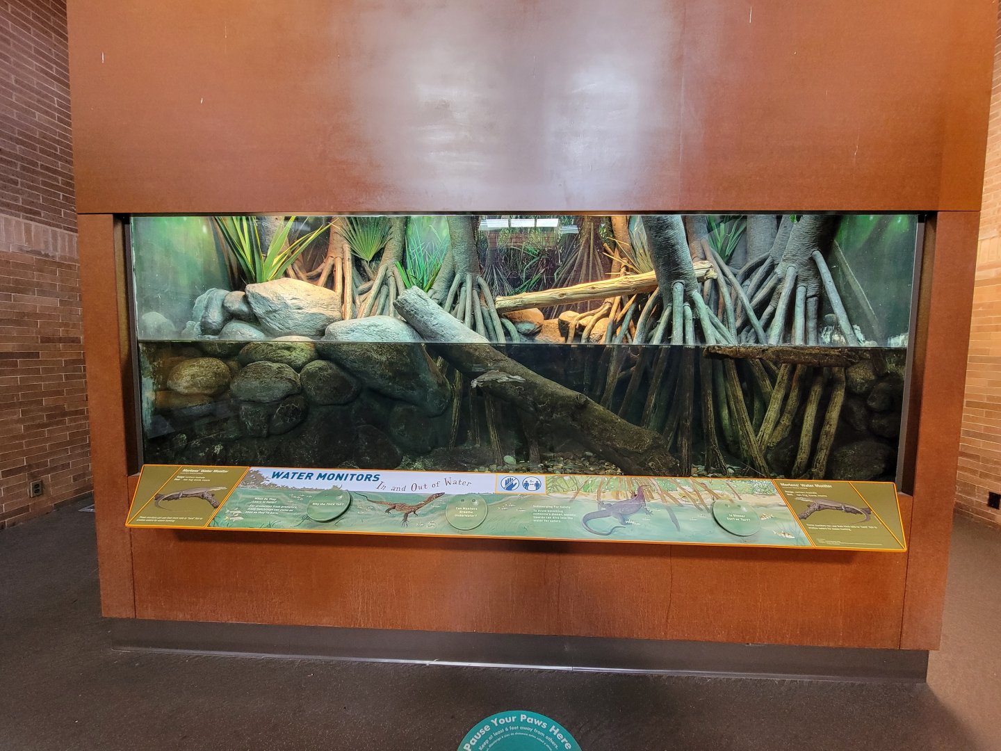 Bronx - Zoo Center - Mertens' water monitor, unsigned turtle