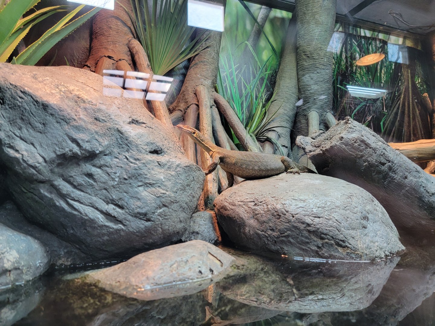 Bronx - Zoo Center - Mertens' water monitor