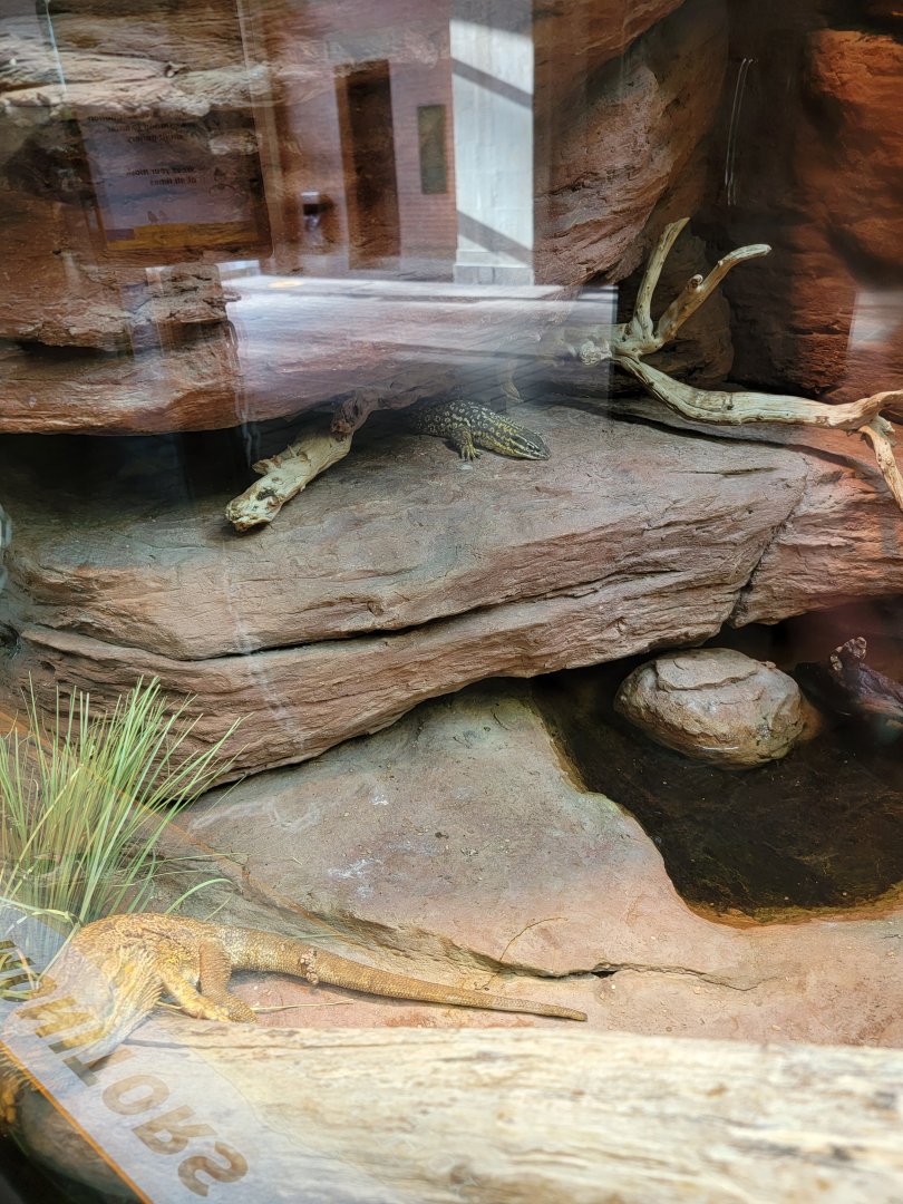 Bronx - Zoo Center - Yellow spiny-tailed monitor