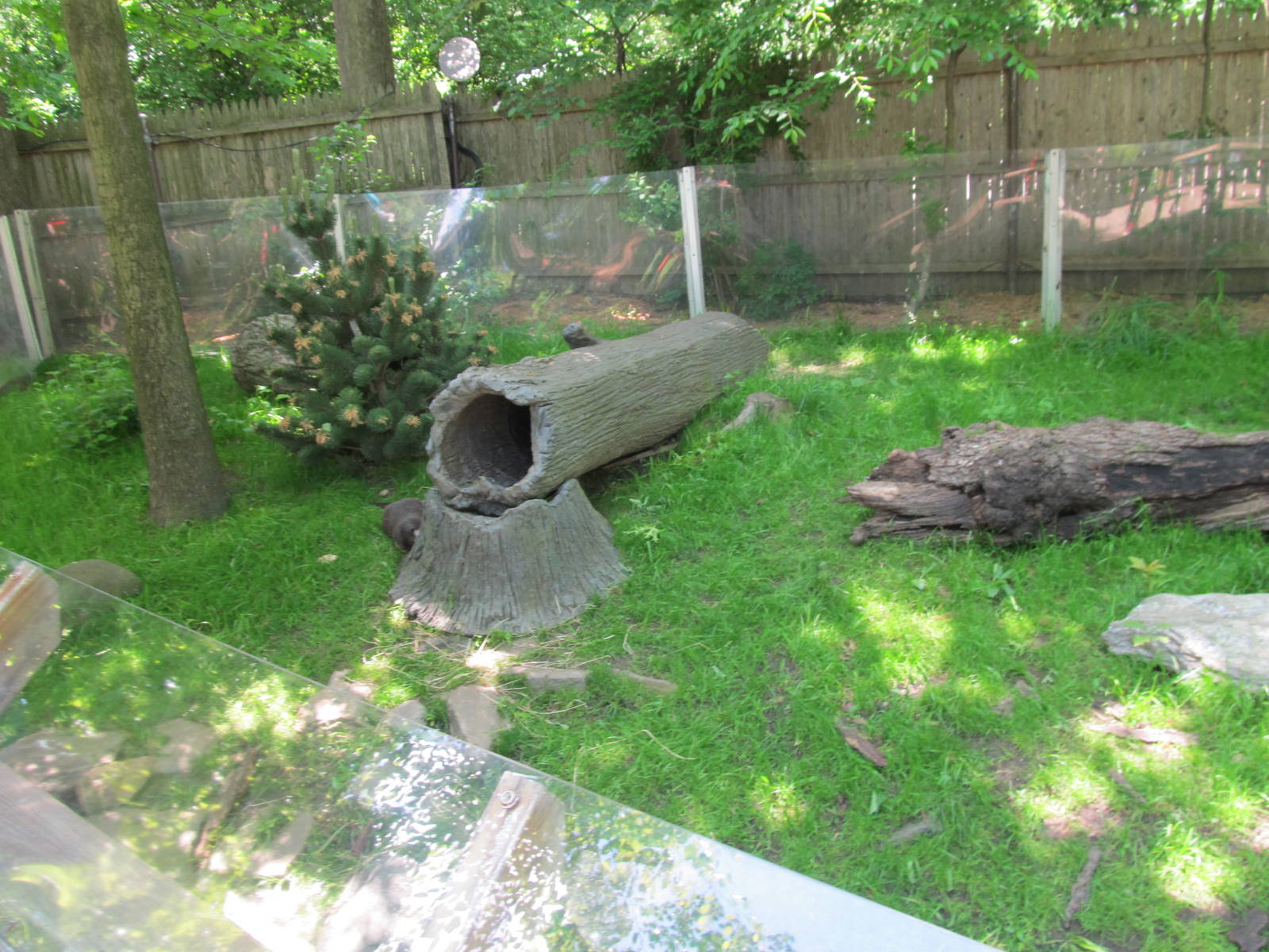 Bronx Zoo- Children's Zoo Otter