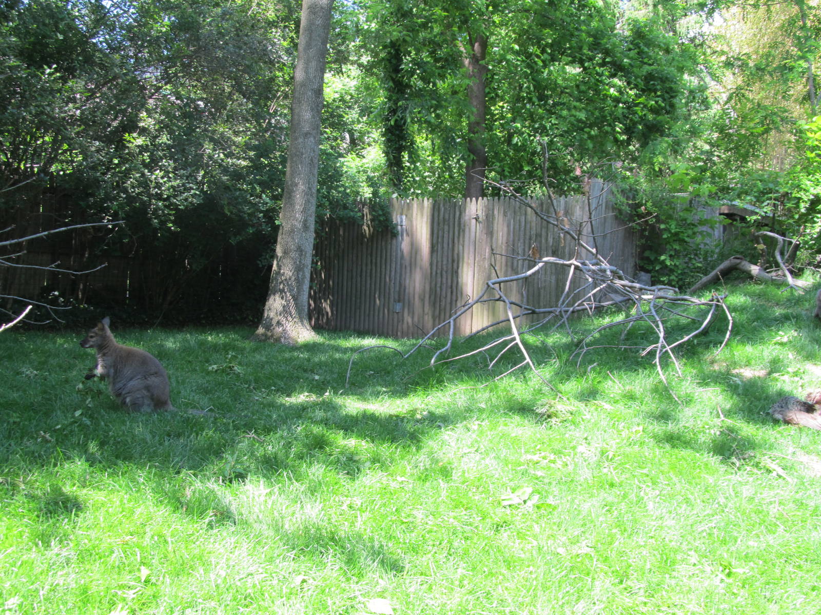 Bronx Zoo- Children's Zoo Wallaby