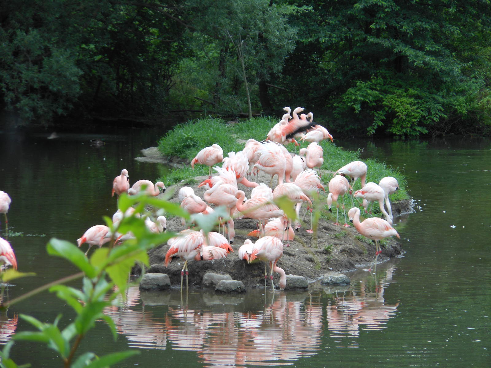 Bronx Zoo- Chilean Flamingo Flock