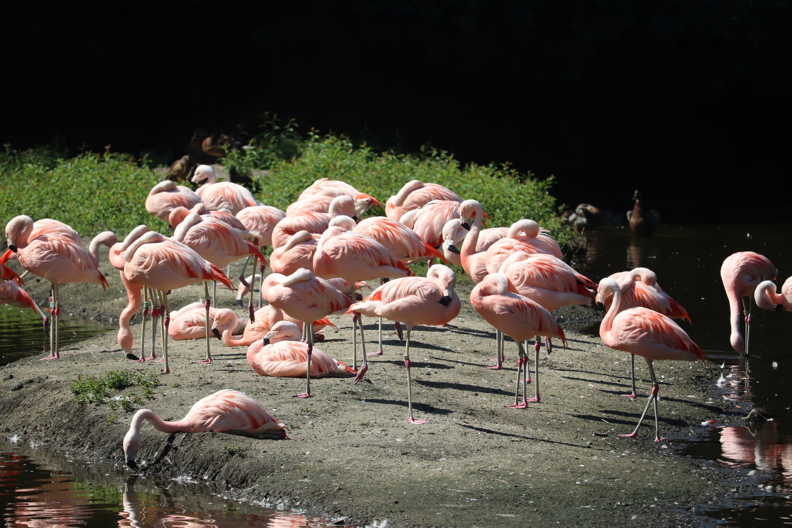 Bronx Zoo - Chilean Flamingo