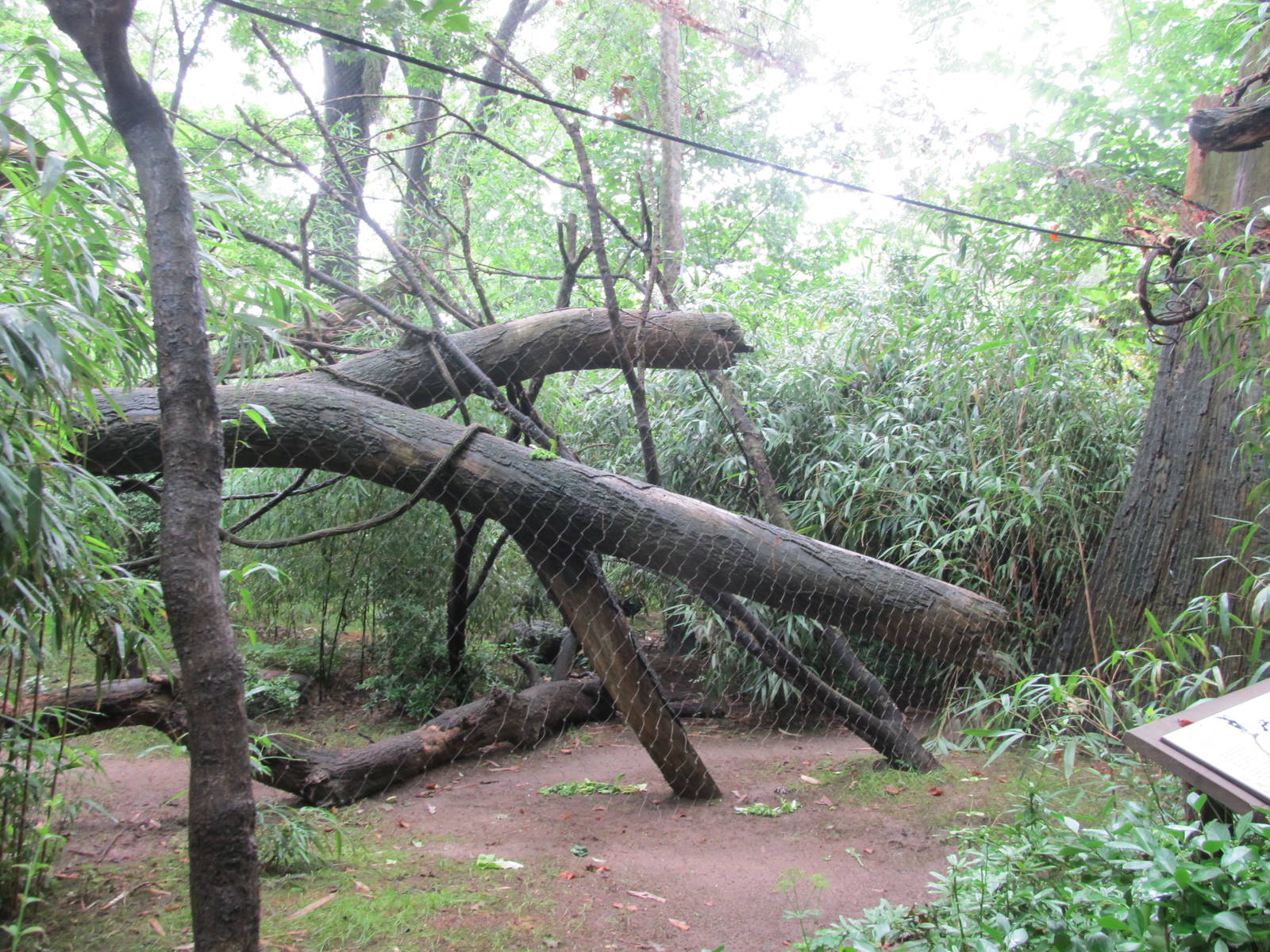Bronx Zoo- Colobus Monkey Exhibit