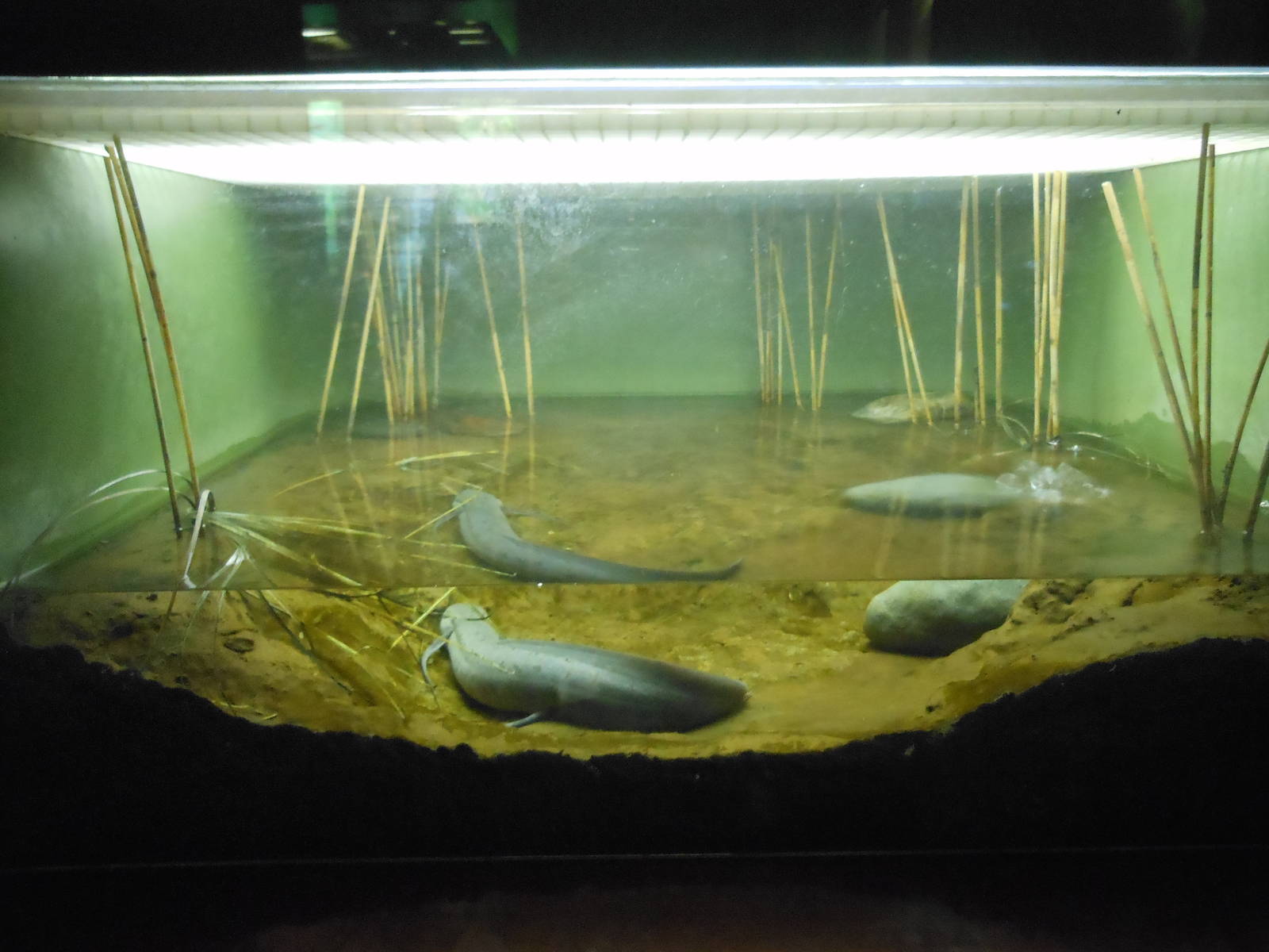 Bronx Zoo- Congo Gorilla Forest- African Lungfish Exhibit