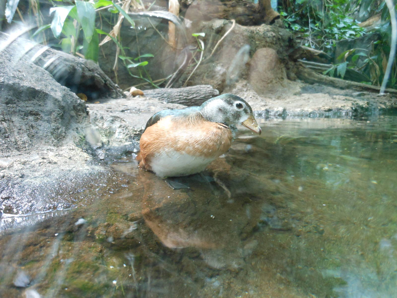 Bronx Zoo- Congo Gorilla Forest- African Pygmy Goose