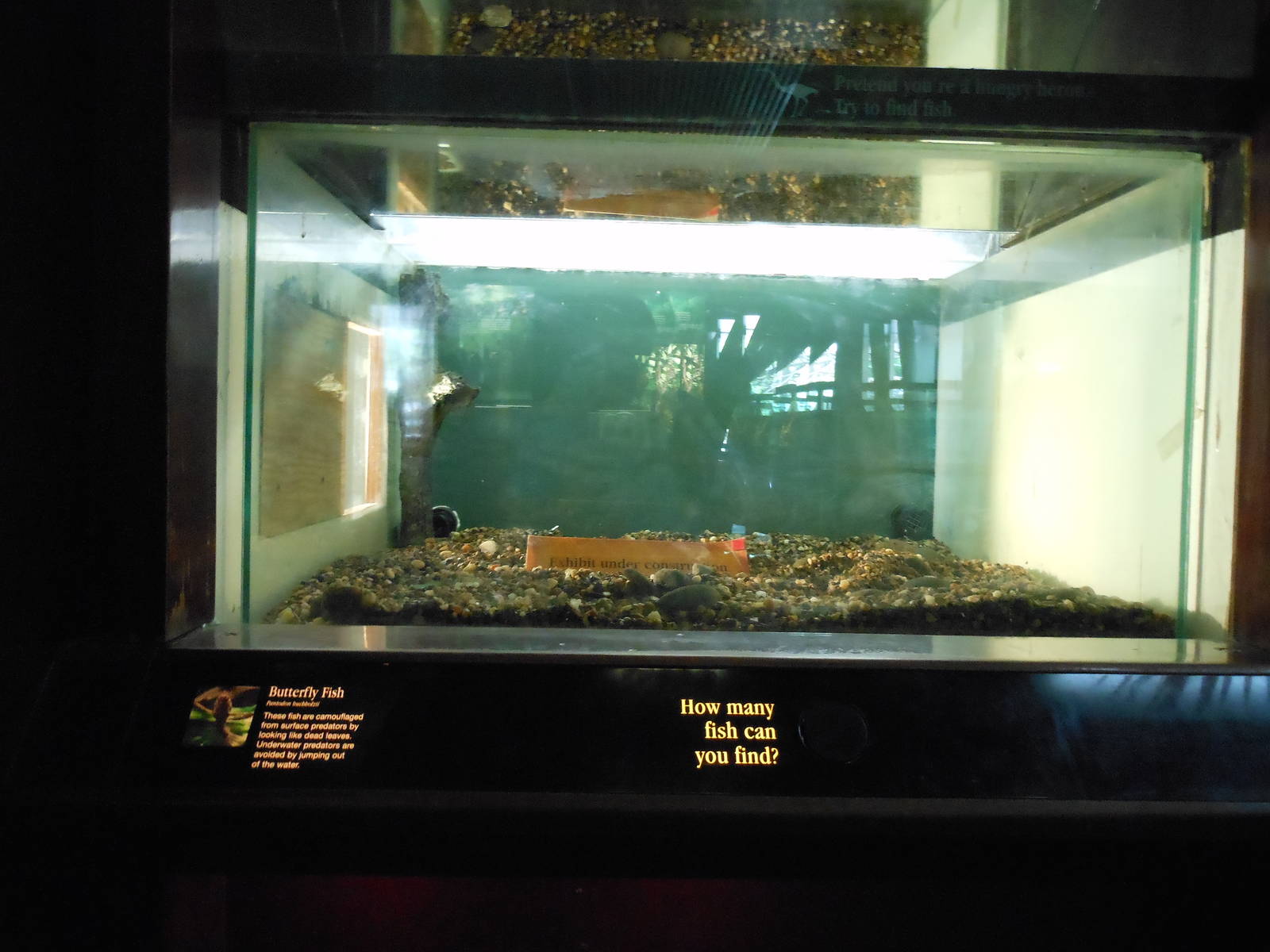 Bronx Zoo- Congo Gorilla Forest- Freshwater Butterflyfish Exhibit Front Vie