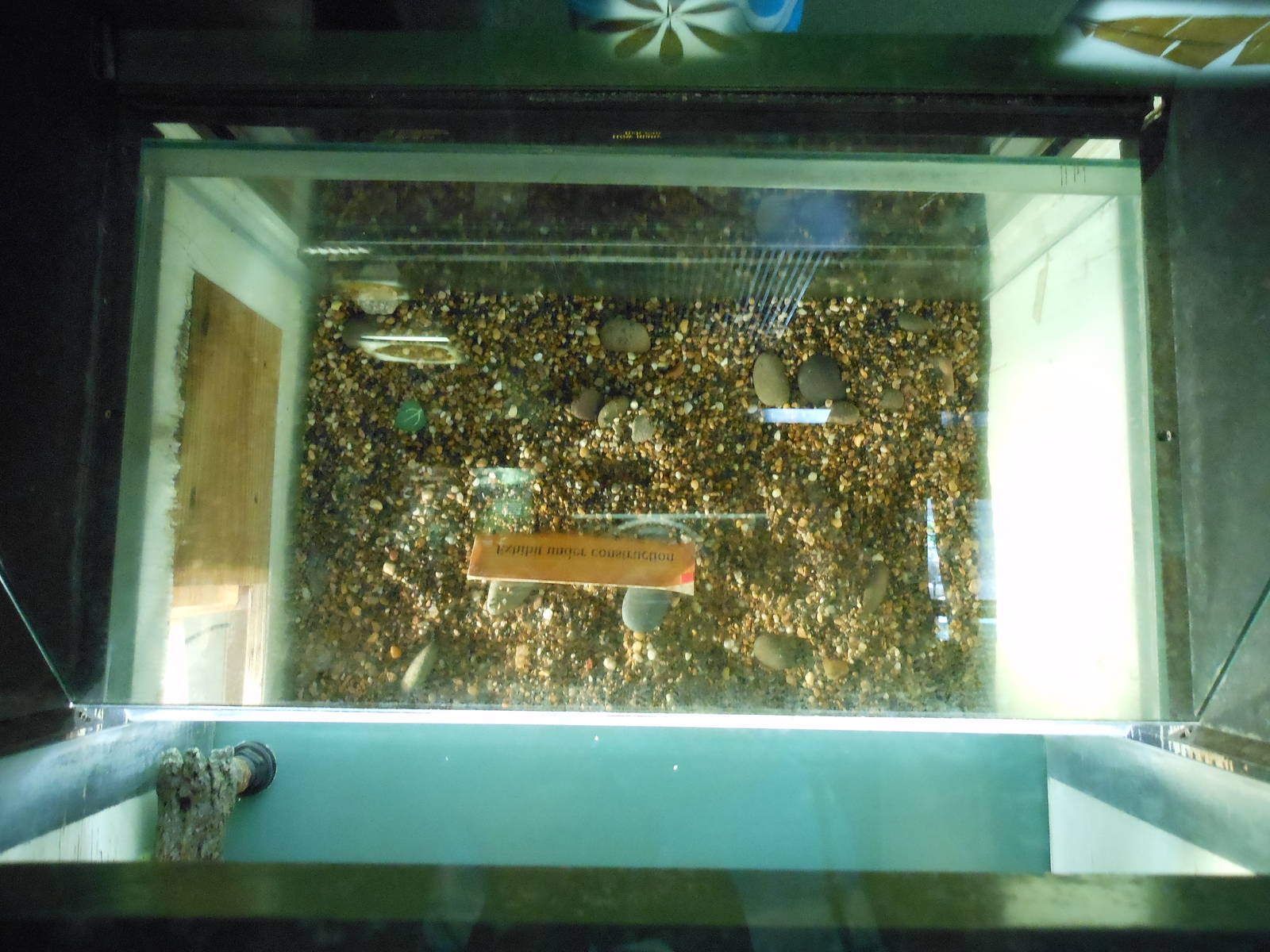 Bronx Zoo- Congo Gorilla Forest- Freshwater Butterflyfish Exhibit Under Con