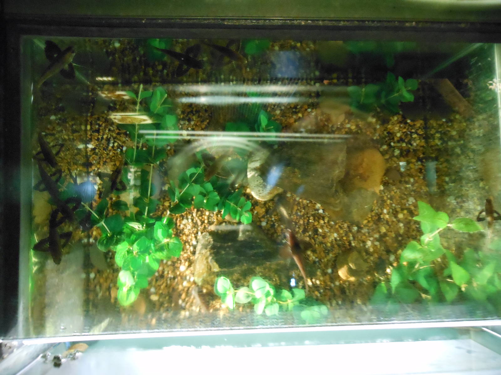 Bronx Zoo- Congo Gorilla Forest- Interesting Freshwater Butterflyfish Exhib