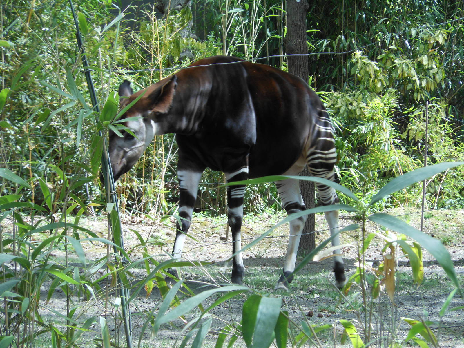 Bronx Zoo- Congo Gorilla Forest- Okapi with Hidden Barriers